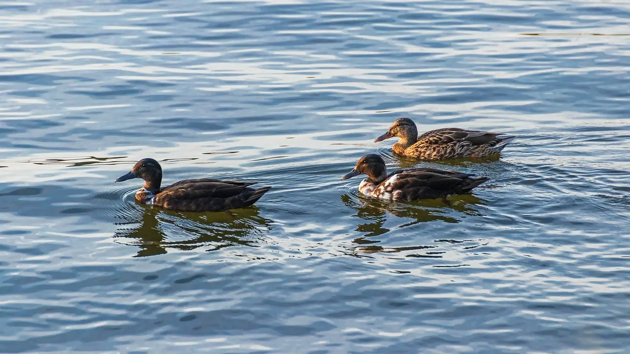 Krydsord hjælp: Selskab