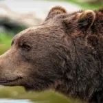 Engelsk Skuespiller Krydsord Løsninger