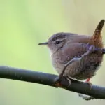 Hint for Engelsk Fugl i Krydsord