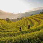 Hvordan er vejret i Liverpool i uge 30?