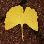 Hvordan er vejret i Manchester i december måned?