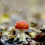 Hvordan er vejret i Manchester i juli måned?