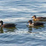 Krydsord hjælp: Selskab