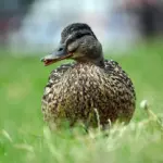 Rør - løsningord til dit krydsord