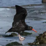 Sådan bruger du Oyster og kontaktløs betaling til kampe i London